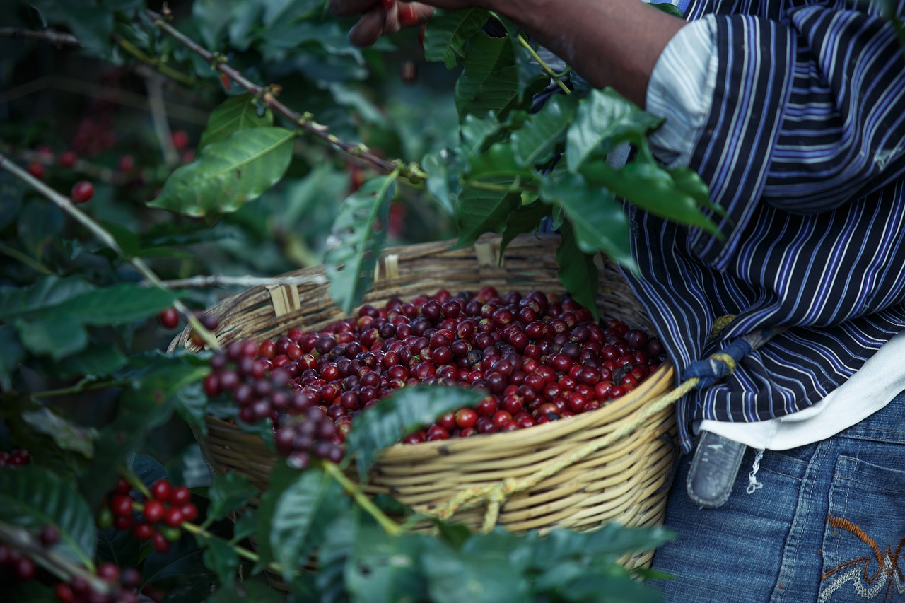 Saiba como manter seu secador de café por mais tempo